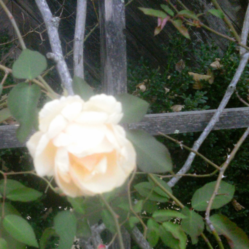 Meet your Posher, cuetheroine